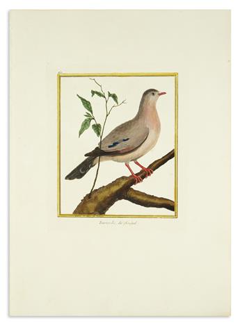 (BIRDS.) Martinet, Francois Nicolas (engraver). Group of 21 engraved plates on large folio paper with original hand-coloring,